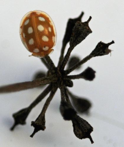 Halyzia sedecimguttata